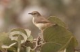 /album/photogallery/whistling-cisticola-2-jpg/